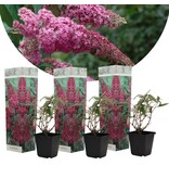 Schmetterlingsstrauch - Buddleja Davidii Pink - 3 Pflanzen - Aus eigener Gärtnerei