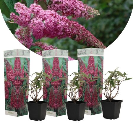 Schmetterlingsstrauch - Buddleja Davidii Pink - 3 Pflanzen - Aus eigener Gärtnerei