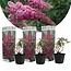 Vlinderstruik - Buddleja Davidii Roze - 3 Planten - Uit Eigen Kwekerij