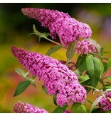 Schmetterlingsstrauch - Buddleja Davidii Pink - 3 Pflanzen - Aus eigener Gärtnerei