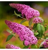 Vlinderstruik - Buddleja Davidii Roze - 3 Planten - Uit Eigen Kwekerij