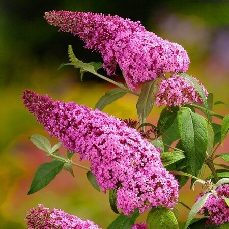 Schmetterlingsstrauch - Buddleja Davidii Pink - 3 Pflanzen - Aus eigener Gärtnerei