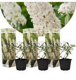 Vlinderstruik - Wit - Buddleja - 3 Planten - Voordelig Planten Kopen?