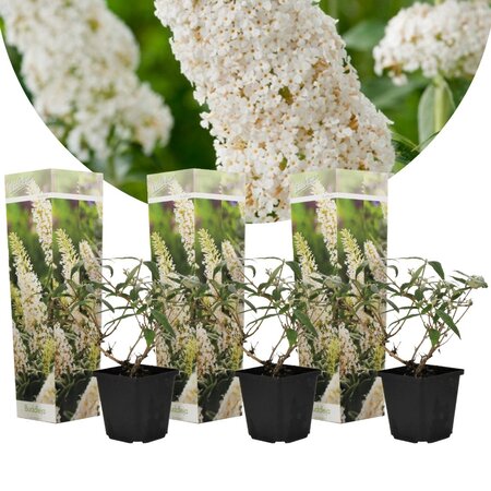 Butterfly bush - White - Buddleja - 3 Plants - Buy Plants Cheaply?