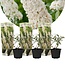 Butterfly bush - White - Buddleja - 3 Plants - Buy Plants Cheaply?