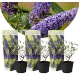Butterfly bush - Buddleja Davidii Blue - 3 Plants - From our own nursery