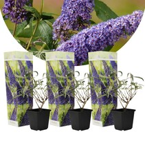 Butterfly Bush - Blue - 3 Plants