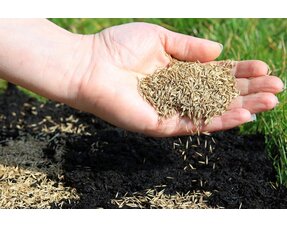 Doorzaai- / Herstelgras