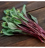 Buzzy Choy Sum Hon Tsai Tai - Asian Vegetables - Buy Exotic Vegetable Seeds?