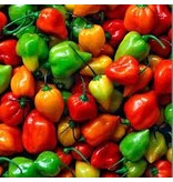 Buzzy Paprika - Habanero Mix - Scharfer Pfeffer - Exotische Gemüsesamen kaufen?