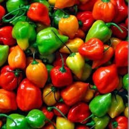 Buzzy Pepper - Habanero Mix - Sharp Pepper - Buy Exotic Vegetable Seeds?