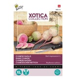 Buzzy Xotica Japanse / Chinese Radijs - Exotische Groentezaden Kopen?