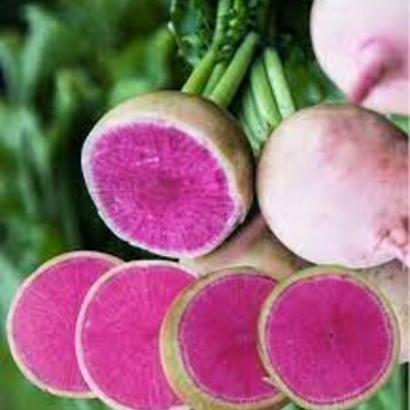 Buzzy Xotica Japanese / Chinese Radish - Buy Exotic Vegetable Seeds? Garden-Select.com