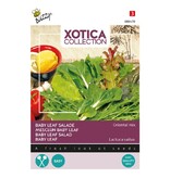 Buzzy Baby Leaf Salad / Oriental Mix - Saatgut für gemischten Salat - Gemüsesamen kaufen?