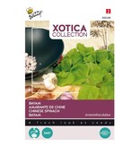 Buzzy Buy Bayam - Chinese Spinach - Exotic Vegetable Seeds? - Garden-Select.com