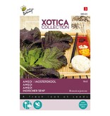 Buzzy Red Amsoi / Mustard Cabbage - Spicy Leaf Cabbage - Buy Exotic Vegetable Seeds?