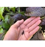 Buzzy Red Amsoi / Mustard Cabbage - Spicy Leaf Cabbage - Buy Exotic Vegetable Seeds?