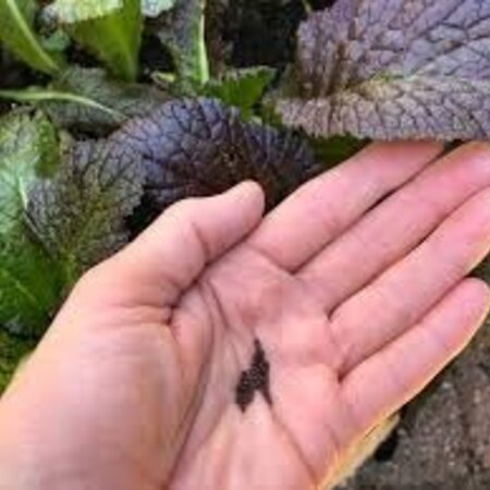 Buzzy Red Amsoi / Mustard Cabbage - Spicy Leaf Cabbage - Buy Exotic Vegetable Seeds?