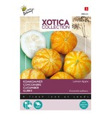 Buzzy Cucumber / Lemon Apple - High Yield - Buy Exotic Vegetable Seeds?