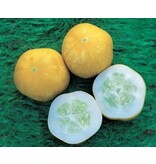 Buzzy Cucumber / Lemon Apple - High Yield - Buy Exotic Vegetable Seeds?