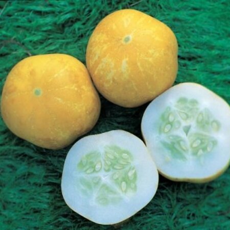 Buzzy Cucumber / Lemon Apple - High Yield - Buy Exotic Vegetable Seeds?