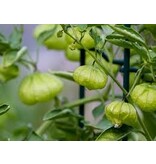 Buzzy Tomatillo - Groene Tomaat - Mexicaanse Aardkers - Exotische Groentezaden Kopen?