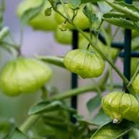 Buzzy Tomatillo - Green Tomato - Mexican Earth Cherry - Buy Exotic Vegetable Seeds?