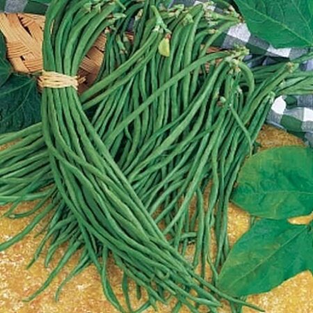 Buzzy Long beans / Black Seeded - Stick / Climbing - Buy Exotic Vegetable Seeds?