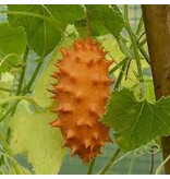 Buzzy Kiwano - Horned Cucumber - Buy Exotic Fruit And Vegetable Seeds? - Garden-Select.com