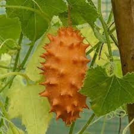 Buzzy Kiwano - Hoornkomkommer - Exotische Groente En Fruitzaden Kopen? - Garden-Select.nl