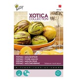 Buzzy Melon Pear / Pepino - Apple Melon - Buy Exotic Fruit Seeds? Garden-Select.com