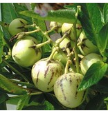 Buzzy Melon Pear / Pepino - Apple Melon - Buy Exotic Fruit Seeds? Garden-Select.com