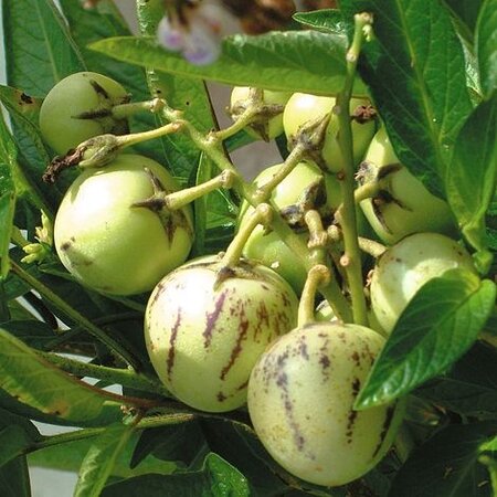Buzzy Melon Pear / Pepino - Apple Melon - Buy Exotic Fruit Seeds? Garden-Select.com