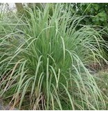 Buzzy East Indian Lemongrass - Buy Exotic Vegetable And Herb Seeds?