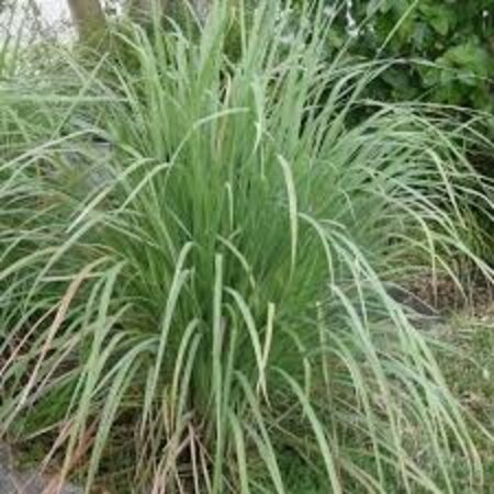 Buzzy Oostindische Citroengras - Exotische Groente En Kruidenzaden Kopen?