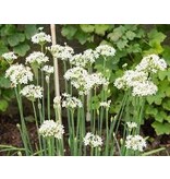 Buzzy Chinese Chives - Garlic Chives - Buy Exotic Herb Seeds? Garden Select