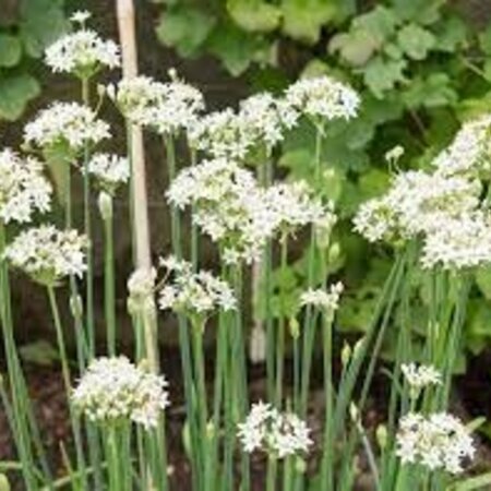 Buzzy Chinese Chives - Garlic Chives - Buy Exotic Herb Seeds? Garden Select
