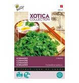 Buzzy Koriander - Stark riechendes Kraut - Für indische / afrikanische Gerichte - Garden-Select.de
