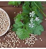 Buzzy Coriander - Strong Smelling Herb - For Indian / African Dishes - Garden-Select.com