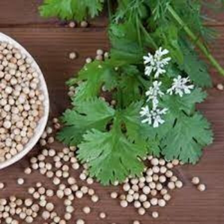 Buzzy Koriander - Stark riechendes Kraut - Für indische / afrikanische Gerichte - Garden-Select.de