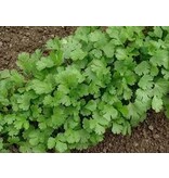 Buzzy Koriander - Stark riechendes Kraut - Für indische / afrikanische Gerichte - Garden-Select.de