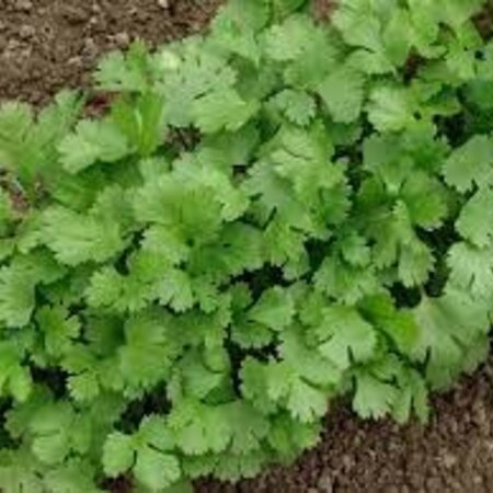 Buzzy Coriander - Strong Smelling Herb - For Indian / African Dishes - Garden-Select.com