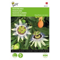 Passion flower / Passiflora caerulea