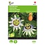 Buzzy Passion Flower / Passiflora Caerulea - Buy Exotic Flower Seeds? Garden-Select.com