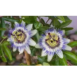 Buzzy Passiebloem / Passiflora Caerulea - Exotische Bloemzaden Kopen? Garden-Select.nl