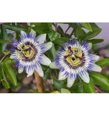 Buzzy Passion Flower / Passiflora Caerulea - Buy Exotic Flower Seeds? Garden-Select.com
