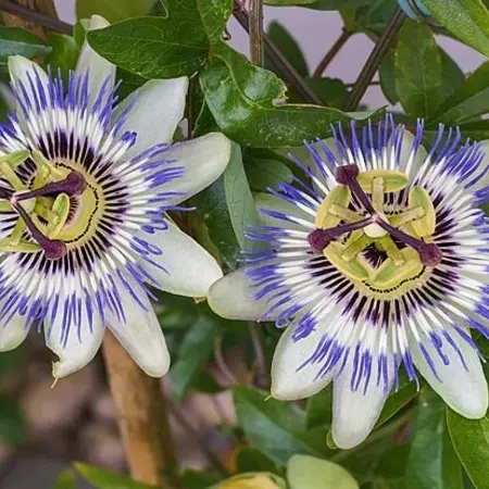 Buzzy Passion Flower / Passiflora Caerulea - Buy Exotic Flower Seeds? Garden-Select.com