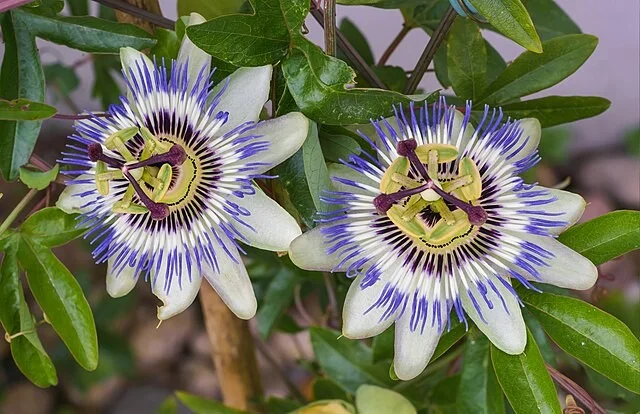 Where Can I Buy Passion Flower Passion Flower / Passiflora Caerulea - Buy Exotic Flower Seeds? Garden