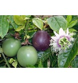 Buzzy Passion Flower / Passiflora Caerulea - Buy Exotic Flower Seeds? Garden-Select.com