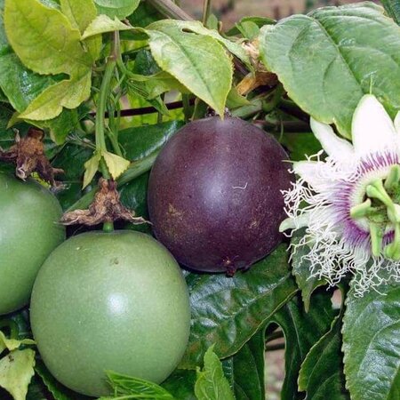 Buzzy Passion Flower / Passiflora Caerulea - Buy Exotic Flower Seeds? Garden-Select.com